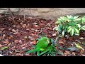 Rainbow Lorikeets Shagging(1)