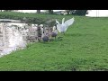 Long ears playing in large pasture