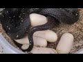 Mexican Black Kingsnake F2 female laying second clutch.  5 total eggs.