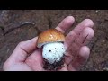Funghi porcini-Una bellissima sorpresa in una giornata difficile alla ricerca di edulis.😊👍(Mushroom)