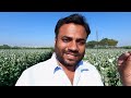 कहीं आपकी medicine में अफ़ीम तो नहीं? Opium farming of India || Drugs of India || Farming Engineer