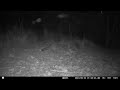 Raccoons Rattling the Camera