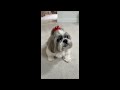 Will Lacey Give Her Paw for Treats? 🐾🤔 | The Most Adorable Shih Tzu Dog Ever! 😊