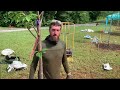 Plant Trees Like An Arborist- Avoid This Common BIG MISTAKE!