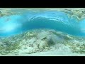 Underwater Life, Marsa Alam, Egypt. 360 video in 8K.