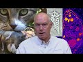 Parasitic Diseases Lectures #15: Toxoplasmosis