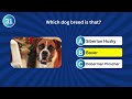 Guess The Dog Breed by Pictures Quiz🐶