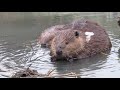 What Sound Does a Beaver Make? Turn it Up to Hear Them Talk