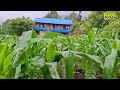 Naturally Peaceful & Beautiful Himalayan Village Life in Rainy Season | Real Nepali Life |