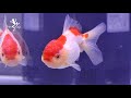 Quarantine New Oranda Goldfish