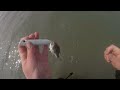 Catching Sea bass on surface lures in Wales