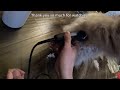 Easy DIY Cat Grooming: Trim Your Long-Haired Cat at Home Safely!