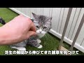 保護した子猫を初めて庭に出してみたら楽しすぎてこうなっちゃいました笑