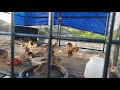 Just ducks being ducks
