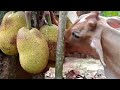 👀Sneaking jack fruit ,favourite food of cow😊#nature #cute #cow #food#jack fruit #shortsyoutube ❤️