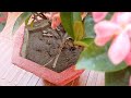 गर्मियों में इस तरीके से करें इक्सोरा प्लांट की देखभाल/Ixora plant care tips in summer season