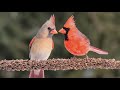 🐦Cardinal beautiful singing for 1 hour 🔊 🐦