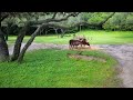 Kilimanjaro Safaris Morning Ride Experience in 4K | Disney's Animal Kingdom Walt Disney World 2022