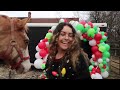 CHRISTMAS AT MY STABLES VLOG || Pictures with Grinch & Max, Decorated Barn, Festive Horses