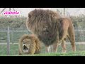Akkichan ♥ Me | Lion Attitude | Amazing Lions 🦁
