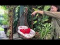 Home Garden Visit Vlog #4 || Thanks to one of our Ka Plantita for sharing her journey