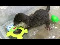 Baby Otter Swims For The First Time.