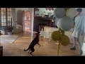 Willow and balloon