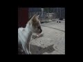 🐕🤣 So Funny! Funniest Cats and Dogs 2024 😘😂 Funny Animal Videos 2024 #14