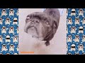 Pug Compilation 154 - Funny Dogs but only Pug Videos | Instapug