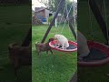 Labrador in a swing