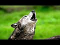 WOLF【LIFE】To heal you.Soothing,chill,Emotional music and Beautiful images.#animals#WILD #love