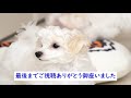 100円均一のダイソー商品でDIY。 バリケードを作ってみた。（トイプードル＆マルチーズのミックス犬2匹）