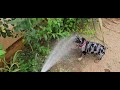 Dog vs Hose 2: the Revenge