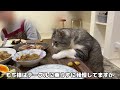 夕飯を盗み食いしようとしてたのが見つかった猫たちの反応がかわいすぎたw