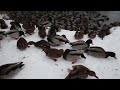 A waddling of ducks in winter | Finnish Wildlife
