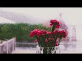 SOOTHING 1-hr AMBIENT RAIN for SLEEPING / TINNITUS RELIEF [NO MUSIC COPYRIGHT FREE]