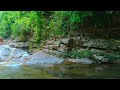 Gentle and enchanting singing of forest birds, mountain stream water sounds, ASMR