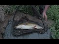 BARBEL FISHING pellet feeder rigs tips tactics river Wye summer night