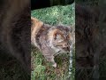 PICKLES DRINKING FROM WATER HOSE #trending #pet #pets #cat #kittycatvideosfunny #cute