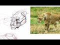 How to draw ANY animal
