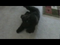 Poodle puppy roll over trick