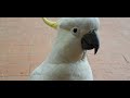The lonely cockatoo visits and let me touch her head | Chim két cô đơn tới thăm và cho vuốt đầu