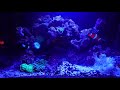 Morning feeding time Part 1 - Saltwater tank ...new banded shrimp and anemone's...