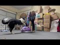 3Fer Training Tuesday - Watch POE Grow - The life and Training of a Competition Puppy