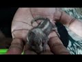 Raising a Squirrel by hand from day 1 to 100!