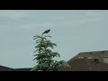 American Robin bird balancing on top of the spruce tree