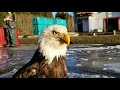 Bald eagle ucluelet bc