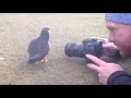 Curious Puffin Bird Inspects Camera as Photographer Tries to Click a Picture - 1041042