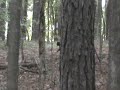Mysterious Black Cougar Spotted in Raleigh NC (2009)