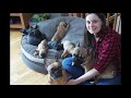 FRENCH BULLDOG PUPPY PARTY! | French Bulldogs Turn 1 Year Old